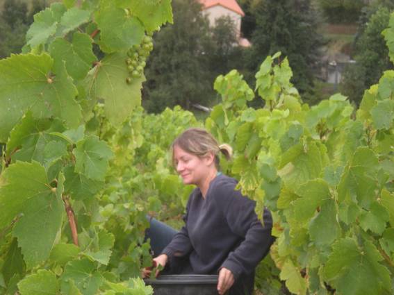 Un travail tranquille sur les coteaux Le sourire de la vendangeuse