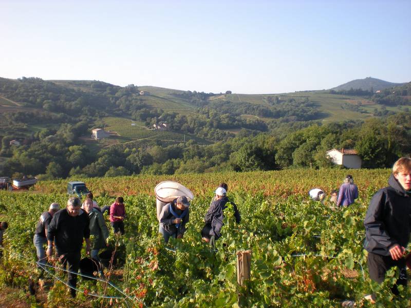 Il fait très beau Vendanges 2008 au Domaine de la Folie