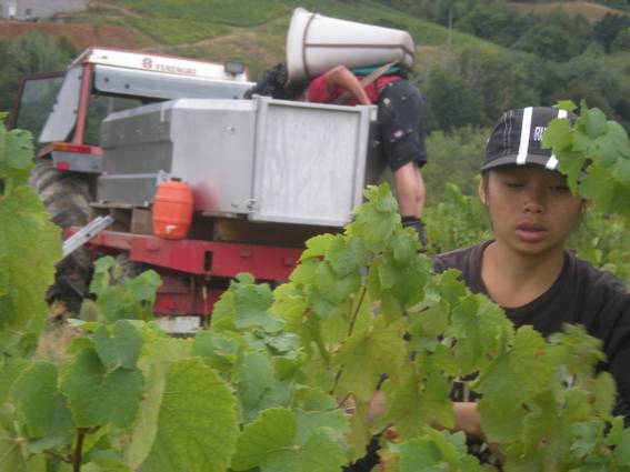 Vendangeuse appliquée C'est sérieuxles vendanges