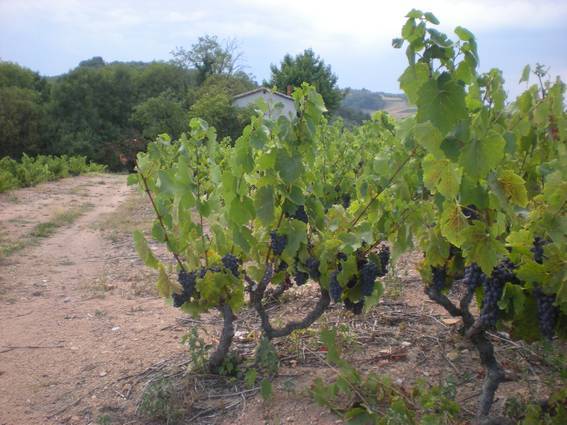 Les vignes au Crêt du Ris en août