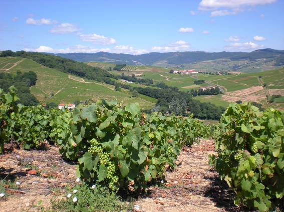 Vignes en juillet Le Beaujolais en juillet