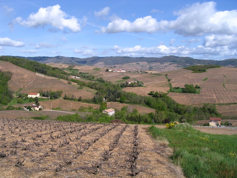 Le Beaujolais en mai Le Crêt du Ris le premeir mai